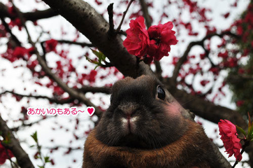 20160412_04.jpg