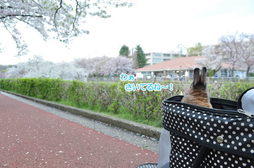 20190402_03.JPG