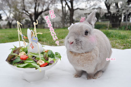 20190402_05.JPG